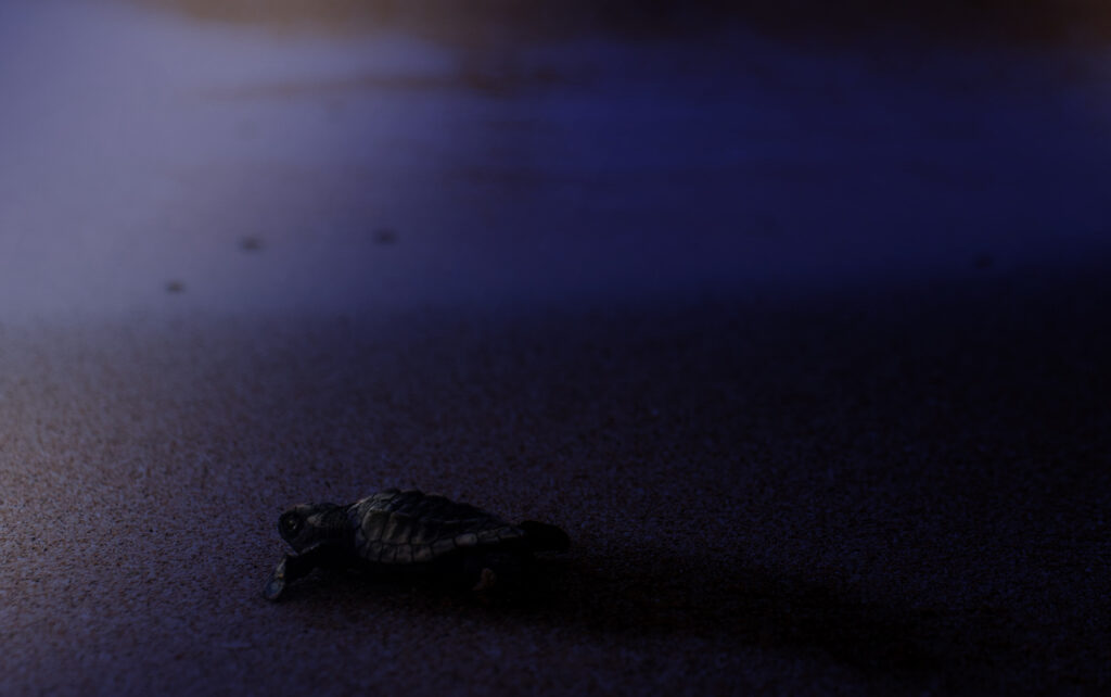 Turtle Night Sea Environment